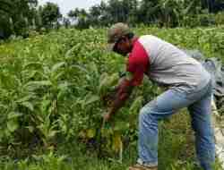 Tiga Program DBHCHT Dimonitor, Petani Tembakau Kabupaten Blitar Maksimalkan Dana Total Rp 650 Juta