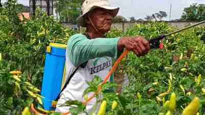 Harga Cabai di Blitar Turun, Petani Murung