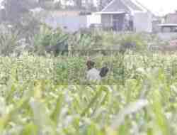 Gen Z dan Milenial Gak Mau Jadi Petani, Kabupaten Blitar Rawan Darurat Pangan