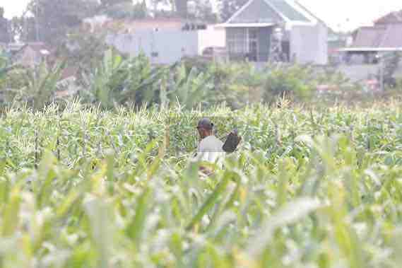 Gen Z dan Milenial Gak Mau Jadi Petani, Kabupaten Blitar Rawan Darurat Pangan Petani