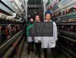 Bupati Jember Berkunjung ke Peternakan Ayam Petelur di Blitar, Wabup Bahas Penguatan Peternakan Ayam Petelur untuk MBG