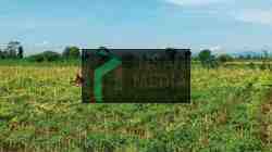 Enam Hektare Lahan Cabai di Kota Blitar Terserang Hama