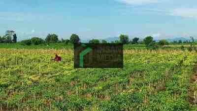 Petani Cabai di Kabupaten Blitar