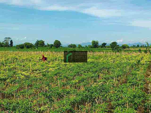 Petani Cabai di Kabupaten Blitar