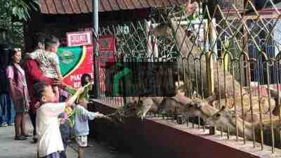 Wisatawan Memberi Makan Rusa di Taman Kebon Rojo Kota Blitar