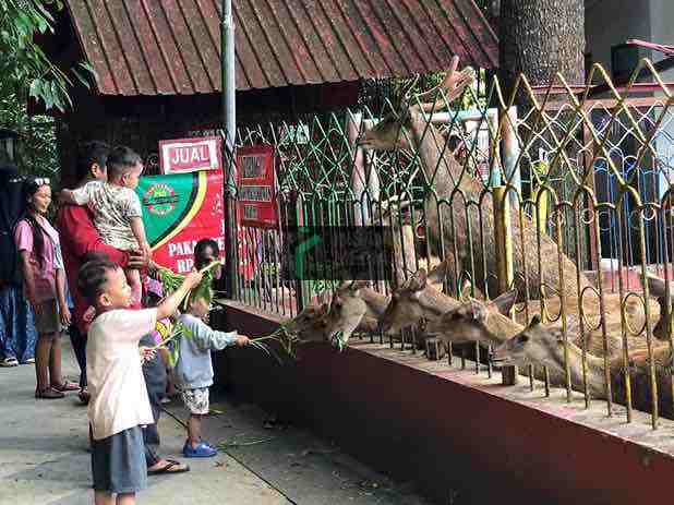 Wisatawan Memberi Makan Rusa di Taman Kebon Rojo Kota Blitar
