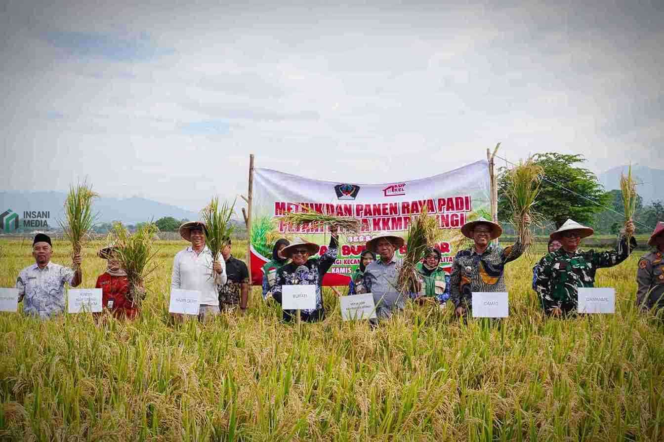 Bupati Blitar Rijanto Metik dan Panen Padi di Kecamatan Wlingi Mitra dari Koperasi Kelurahan Merah Putih KKMP