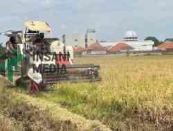 Bulog Kediri Serap Gabah Kering Petani Sejak Awal Tahun, Jaga Stabilitas Harga