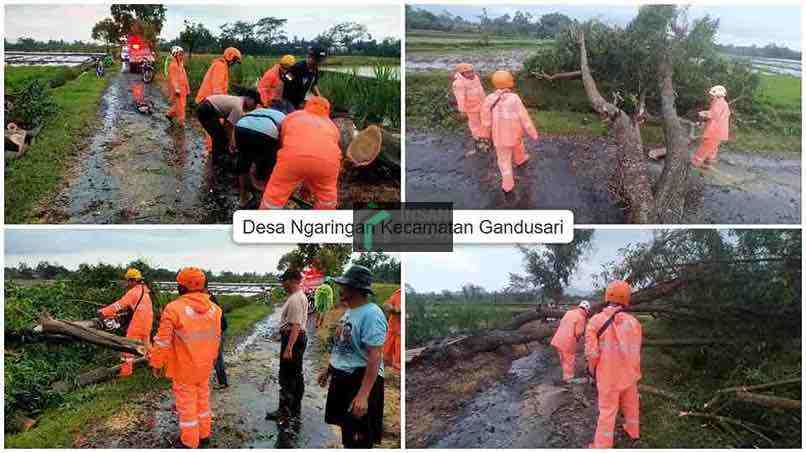 Pohon Tumbang di Kecamatan Gandusari Kabupaten Blitar