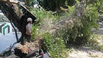Pohon Tumbang di Kecamatan Sutojayan Timpa Warung dan Motor Warga