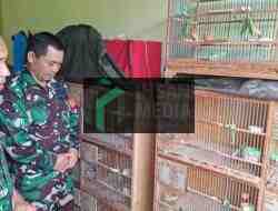 Anggota Babinsa TNI AD di Kediri, Side Job Geluti Usana Budidaya Burung Kenari, Segini Pendapat Tambahnya