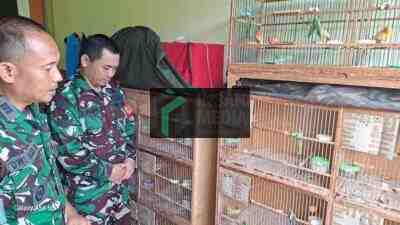 Anggota Babinsa TNI AD di Kediri, Side Job Geluti Usana Budidaya Burung Kenari, Segini Pendapat Tambahnya