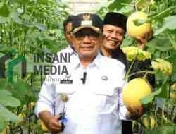 BUMDes Bakung Panen Melon Capai 3.300 Buah