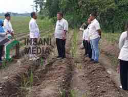 Tinjau Lapangan, Juni Yanto  Pastikan Program Tanaman Tebu PT SGN MKSO Berjalan Dengan Baik