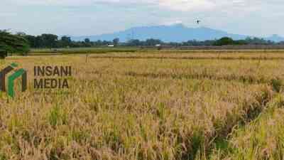 Target Tanam Pemkab Blitar 2026 Naik, 52 Ribu Hektare, Siapkan Strategi Percepatan