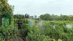 Petani Cabai Melakukan Penyemprotan Hama