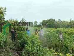 Tekan Penyebaran Antraknose pada Tanaman Cabai, DKPP Kabupaten Blitar Perkuat Gerdal Serentak