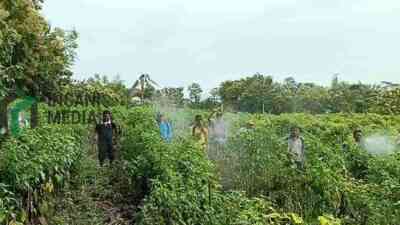 Tekan Penyebaran Antraknose pada Tanaman Cabai, DKPP Kabupaten Blitar Perkuat Gerdal Serentak