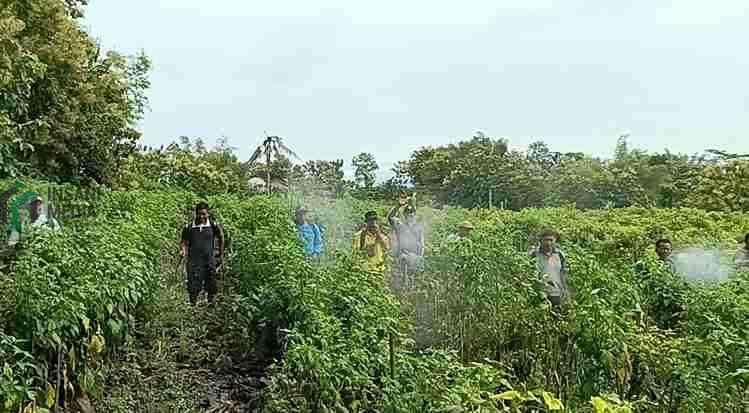 Petani Cabai Melakukan Penyemprotan Hama