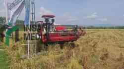 BUMDesma Bayan Purworejo Panen Perdana Padi, Lahan Tidur 20 Tahun Kembali Menghasilkan