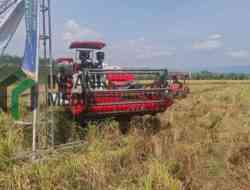 BUMDesma Bayan Purworejo Panen Perdana Padi, Lahan Tidur 20 Tahun Kembali Menghasilkan