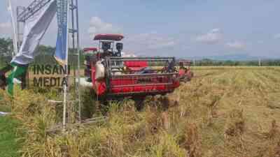 BUMDesma Bayan Purworejo Panen Perdana Padi, Lahan Tidur 20 Tahun Kembali Menghasilkan