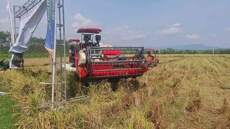 BUMDesma Bayan Kabupaten Purworejo Panen Padi Perdana