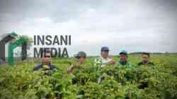 Blitar Jadi Andalan Jawa Timur, Kementan Pastikan Produksi Cabai Optimal