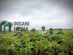 Blitar Jadi Andalan Jawa Timur, Kementan Pastikan Produksi Cabai Optimal