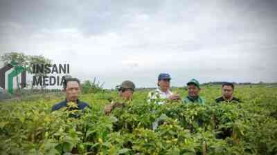 Blitar Jadi Andalan Jawa Timur, Kementan Pastikan Produksi Cabai Optimal