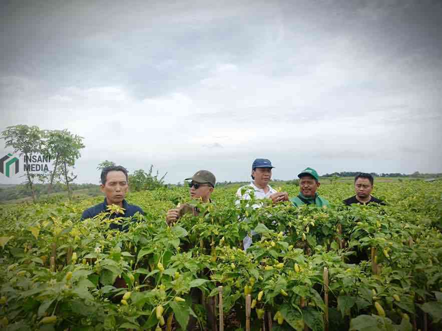 Blitar Jadi Andalan Jawa Timur, Kementan Pastikan Produksi Cabai Optimal Direktur Sayuran dan Tanaman Obat Direktorat Jenderal Hortikultura Kementerian Pertanian Dr. Muhammad Agung Sunusi