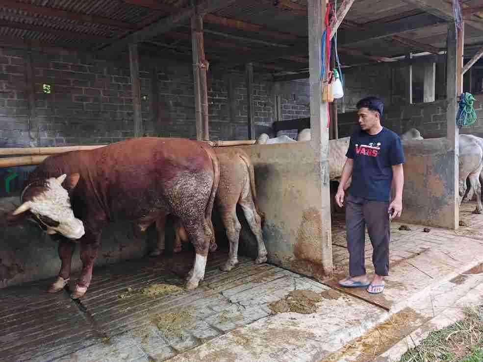 Mahrus Seorang Pemuda Raup Untung dari Jual Beli Binatang Kurban di Purworejo