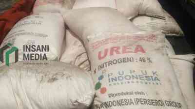 Harga Urea Global Melambung Imbas Konflik Timur Tengah, Stok dan HET Pupuk Domestik Dipastikan Aman