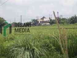 Lahan Pertanian Kota Blitar Menyusut, Pemkot Siapkan LP2B