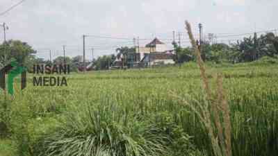 Lahan Pertanian Kota Blitar Menyusut, Pemkot Siapkan LP2B