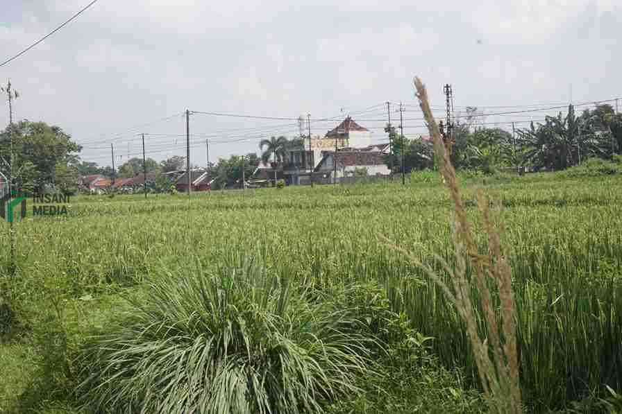 Sawah di Kota Blitar