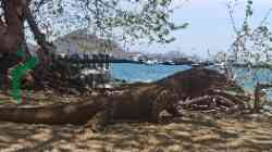 Polda Jatim Gagalkan Penyelundupan Komodo dari NTT, Dua Orang Dikabarkan Jadi Tersangka