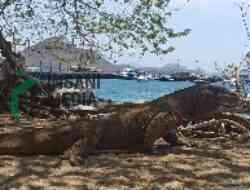 Polda Jatim Gagalkan Penyelundupan Komodo dari NTT, Dua Orang Dikabarkan Jadi Tersangka