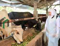 Gubernur Khofifah Tinjau Koperasi Ternak di Lamongan Jelang Idul Adha: Pastikan Stok Hewan Kurban Jawa Timur Cukup, Siap Distribusi ke Berbagai Daerah