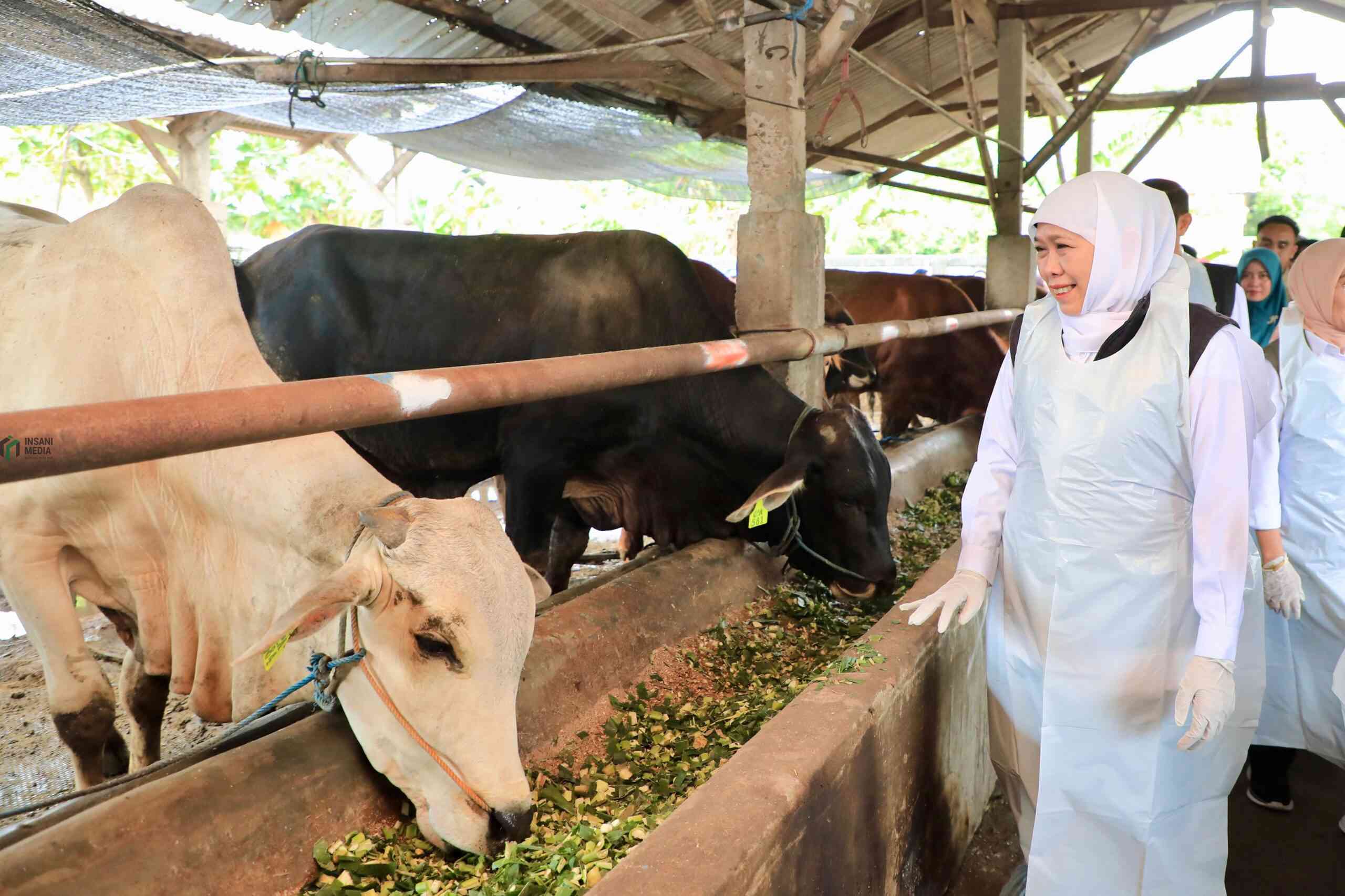 Gubernur Khofifah Tinjau Koperasi Ternak di Lamongan Jelang Idul Adha: Pastikan Stok Hewan Kurban Jawa Timur Cukup, Siap Distribusi ke Berbagai Daerah IMG 20260524 WA0289 scaled
