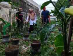 Pemanfaatan Limbah Botol Plastik Untuk Tanam Cabe Jadi Program Edukatif dan Produktif