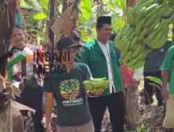 PAC Ansor Pejagoan Kebumen Panen Cavendish, Perkuat Ketahanan Pangan