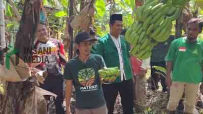 PAC Ansor Pejagoan Kebumen Panen Cavendish, Perkuat Ketahanan Pangan