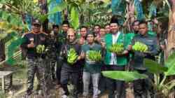 Ansor Pejagoan Panen Pisang Cavendish, Dorong Ekonomi Mandiri Kader