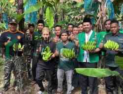 Ansor Pejagoan Panen Pisang Cavendish, Dorong Ekonomi Mandiri Kader