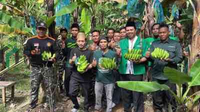 Ansor Pejagoan Panen Pisang Cavendish, Dorong Ekonomi Mandiri Kader