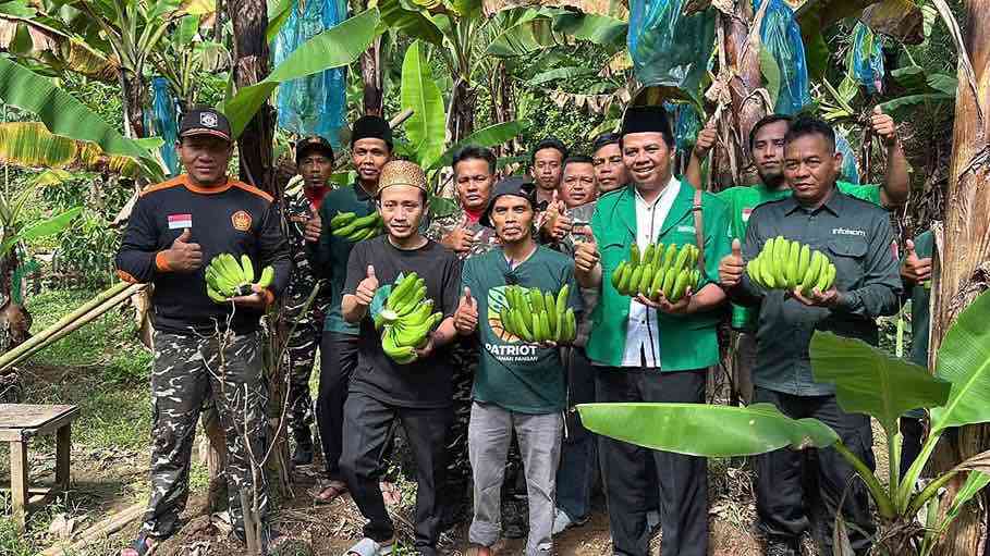 PAC Ansor Penjagoan Panen Raya Pisang Cavendish