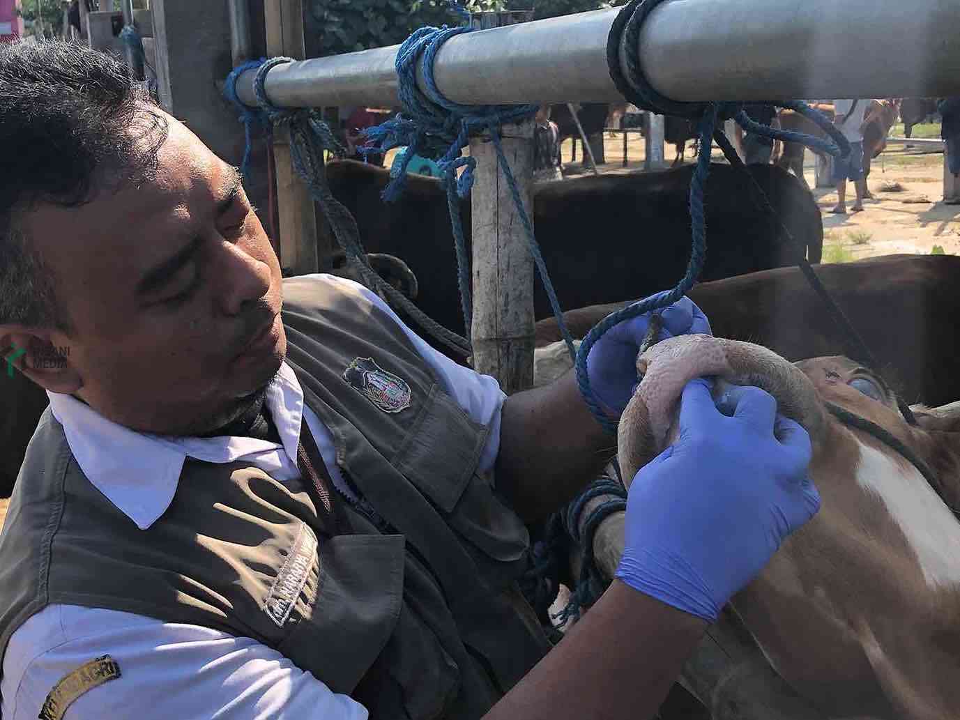 Pemeriksaan Kesehatan Hewan Kurban di Pasar Hewan Dimoro Kota Blitar