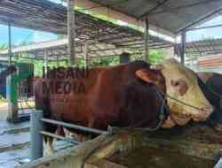 Sapi Simental Asal Jeblog Talun Dilirik Tim Presiden Prabowountuk Kurban Idul Adha 1447 H, Berapa Beratnya ?