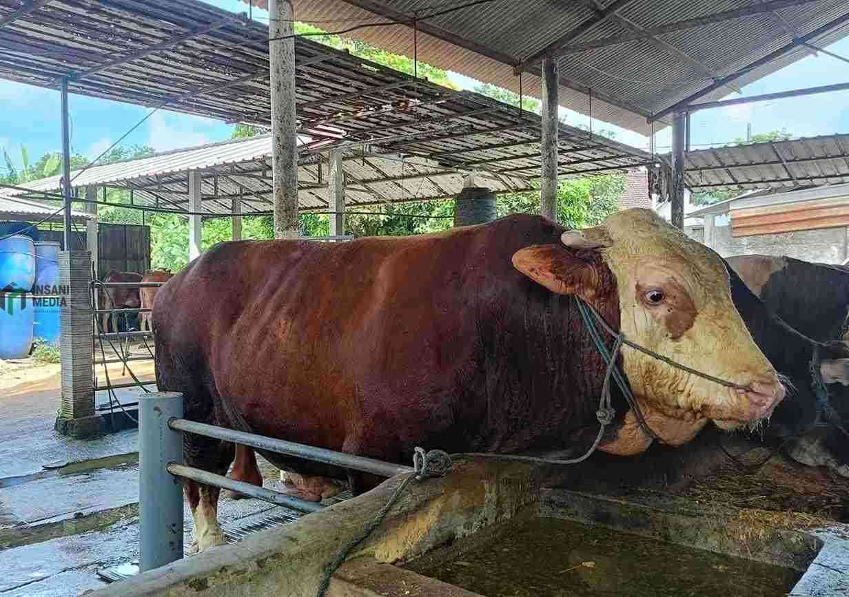 Sapi Semental asal Jeblog Talun Blitar Dilirik untuk Kurab Presiden Prabowo
